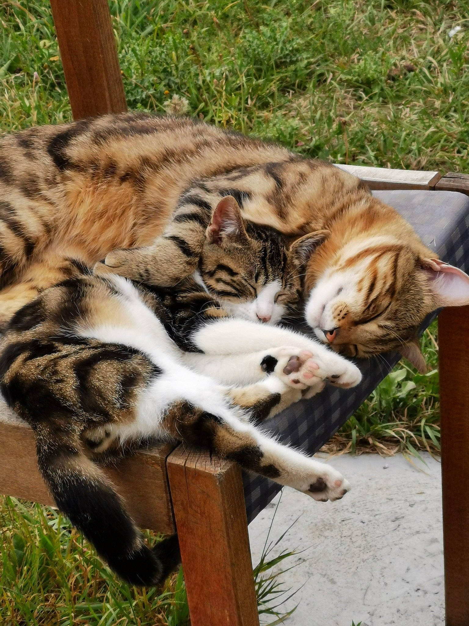 Rafiki participe au concours pour gagner de l'argent avec cette photo : american_shorthair, asian, bengal, carnivore, cat, domestic_short_haired_cat, dragon_li, european_shorthair, felidae, kitten, mammal, small_to_medium_sized_cats, sokoke, tabby_cat, toyger, whiskers, wildlife