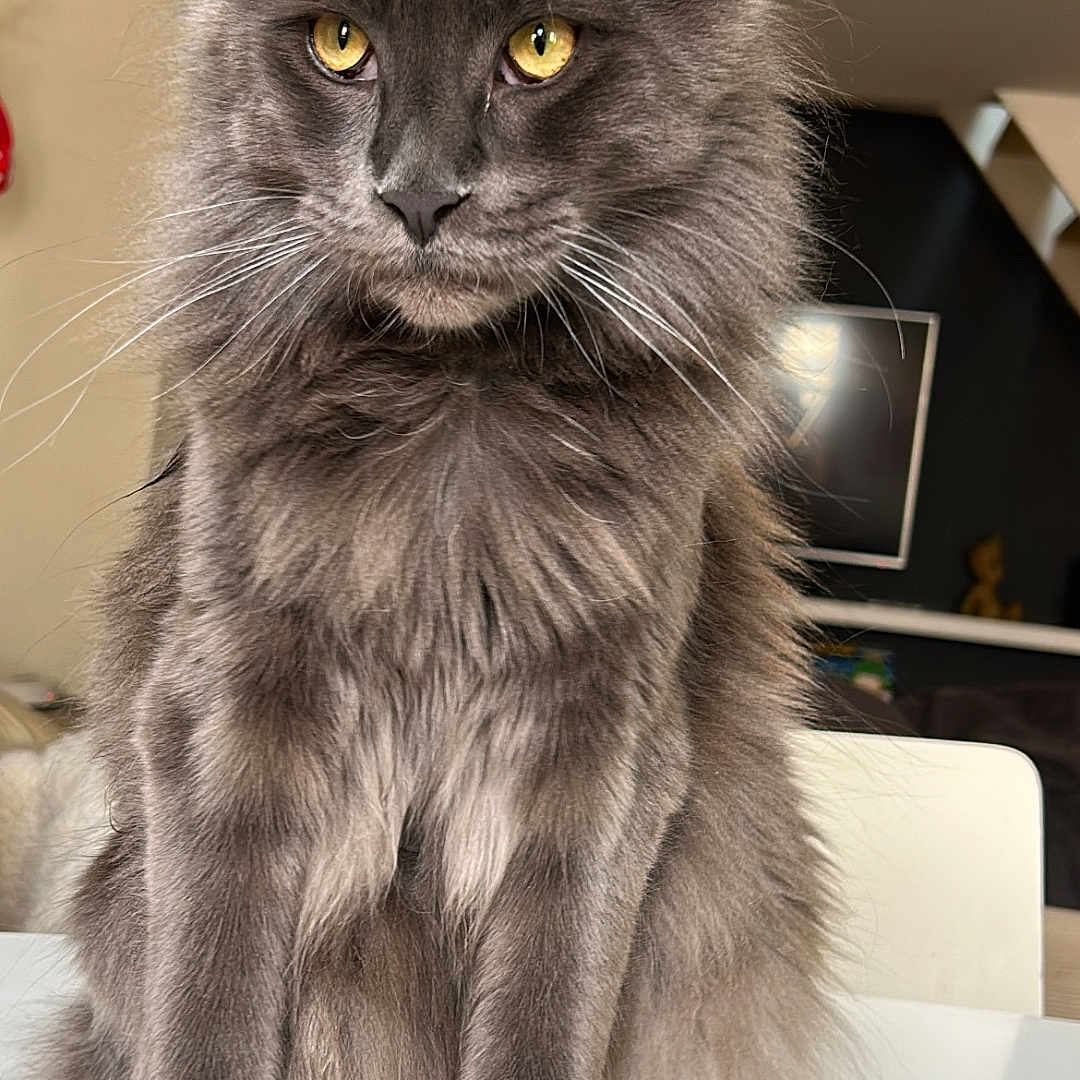 Pippin a rejoint le concours — aidez-le/la à gagner de superbes lots ! animal, cat, closeup, cute, domestic_animal, ears, face, feline, fluffy, fur, gray_cat, home, indoor, long_hair, pet, portrait, sitting, table, whiskers, yellow_eyes