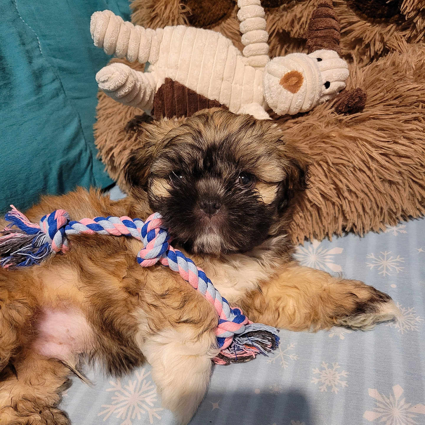Gizmo joined the competition — help win amazing prizes! animal, bed, blanket, colorful, comfort, cozy, cute, dog, fur, furry, indoor, lying_down, pet, playful, plush_toy, puppy, resting, rope_toy, snowflake_pattern, toy