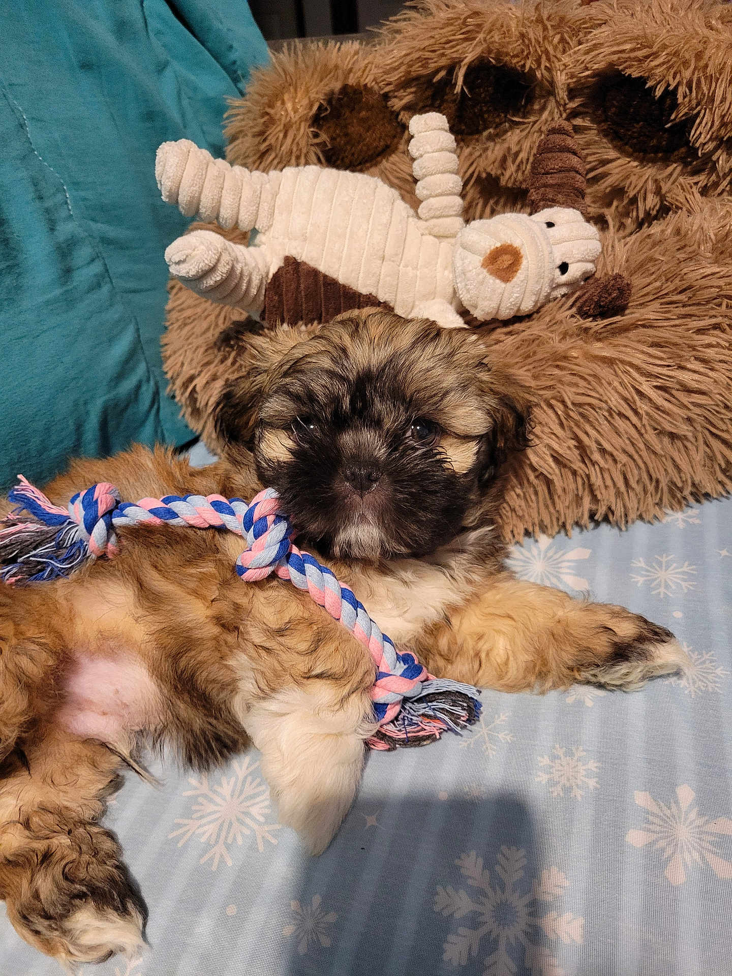Gizmo joined the competition — help win amazing prizes! puppy, dog, toy, rope_toy, blanket, snowflake_pattern, bed, plush_toy, fur, cute, pet, animal, indoor, resting, lying_down, playful, furry, colorful, cozy, comfort