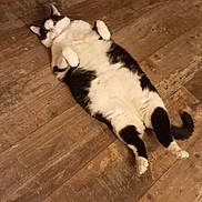 Nounoute participe au concours pour gagner de l'argent avec cette photo : abyssinian, accessories, animal, architecture, cat, couch, furniture, hardwood, indoors, interiordesign, kitten, manx, person, pet, plywood, siamese, sleeping, stainedwood, strap, wood