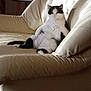 Nounoute a rejoint le concours — aidez-le/la à gagner de superbes lots ! animal, architecture, armchair, building, cat, chair, computer, couch, cushion, electronics, furniture, homedecor, indoors, interiordesign, laptop, livingroom, pc, person, pet, room