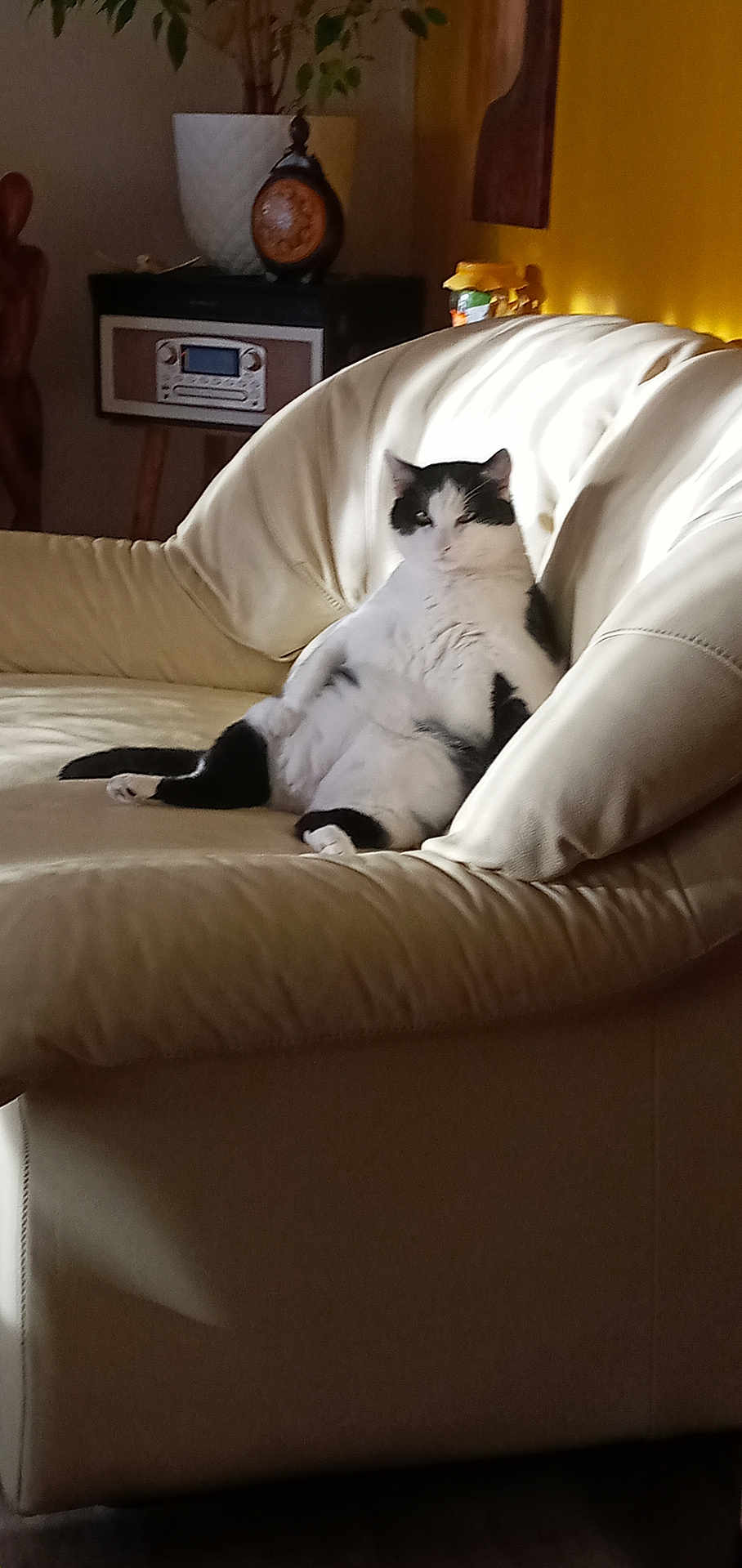 Nounoute a rejoint le concours — aidez-le/la à gagner de superbes lots ! animal, architecture, armchair, building, cat, chair, computer, couch, cushion, electronics, furniture, homedecor, indoors, interiordesign, laptop, livingroom, pc, person, pet, room