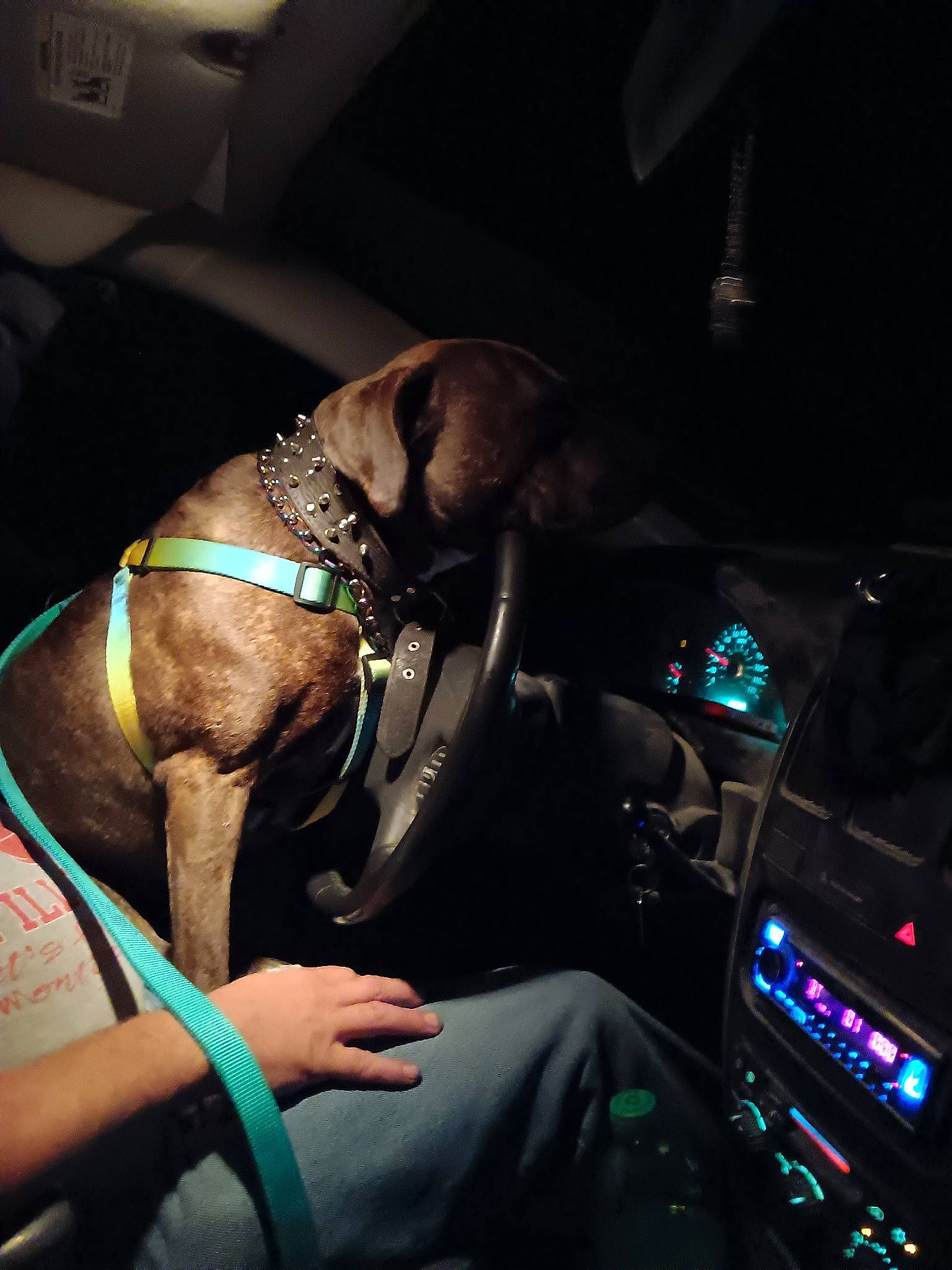 Lunamoon is registered to the contest to win money with this photo: auto_part, automotive_design, automotive_lighting, car, car_seat, car_seat_cover, carnivore, comfort, companion_dog, dog, dog_breed, motor_vehicle, personal_luxury_car, satellite_radio, steering_wheel, vehicle, vehicle_audio, vehicle_door, windshield, working_animal