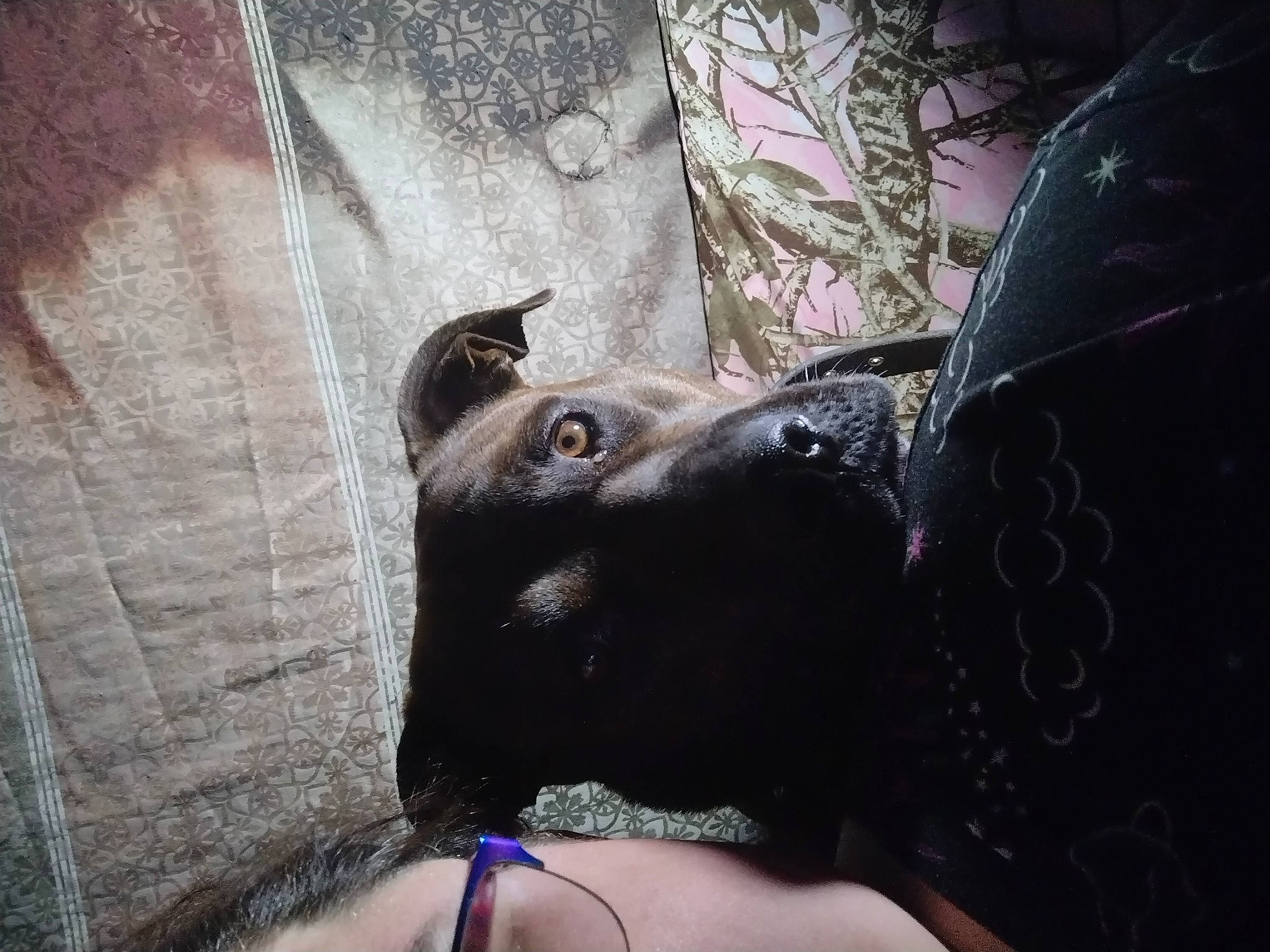 Lunamoon joined the competition — help win amazing prizes! canidae, carnivore, companion_dog, dog, dog_breed, dog_collar, ear, eyewear, fawn, felidae, fur, gesture, guard_dog, personal_protective_equipment, snout, sporting_group, toy_dog, tree, whiskers, working_animal