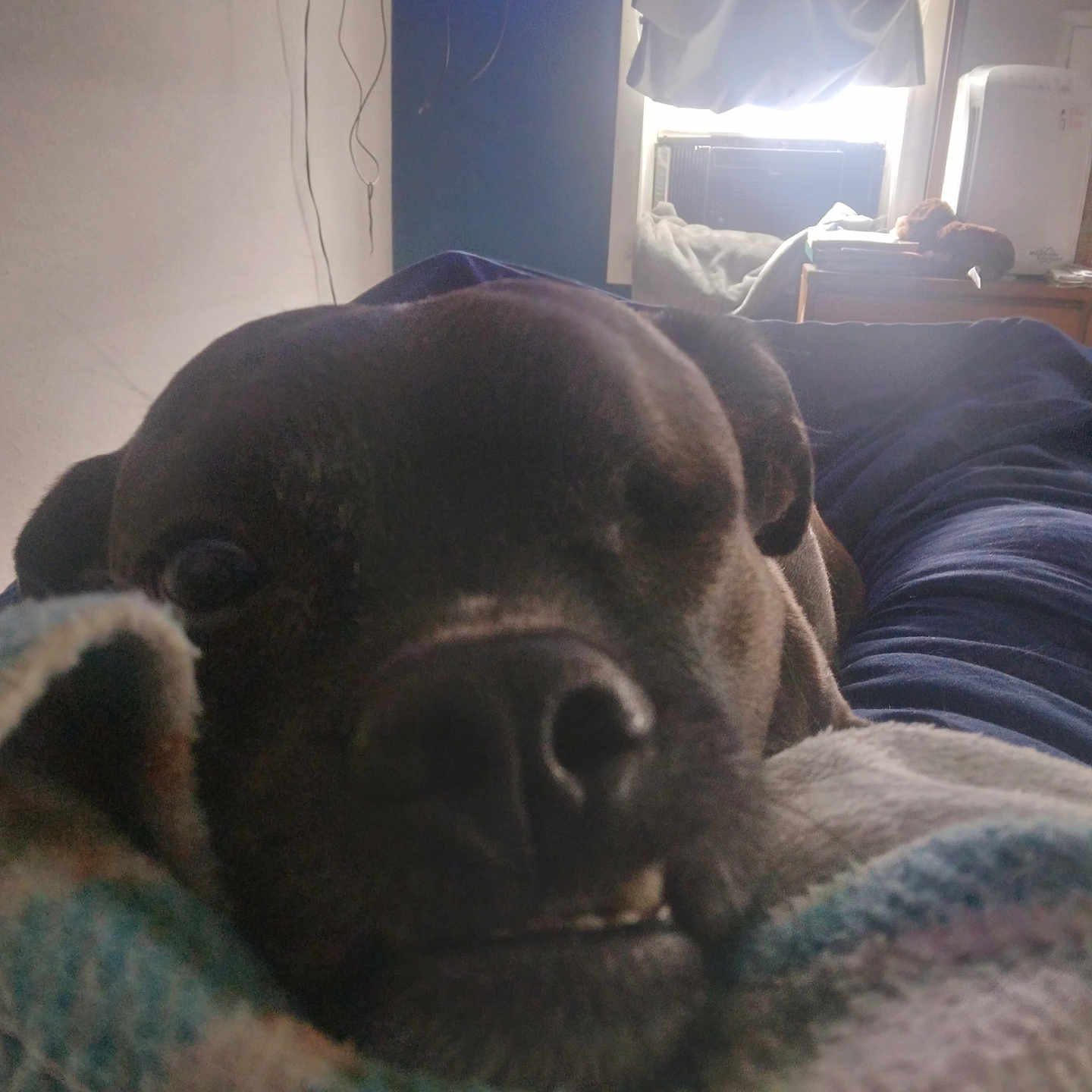 Mortimer is registered to the contest to win money with this photo: air_conditioner, animal, bed, black_dog, blanket, close_up, cozy, curtain, dog, face, furniture, home, indoor, nose, pet, relaxed, resting, snout, soft, window