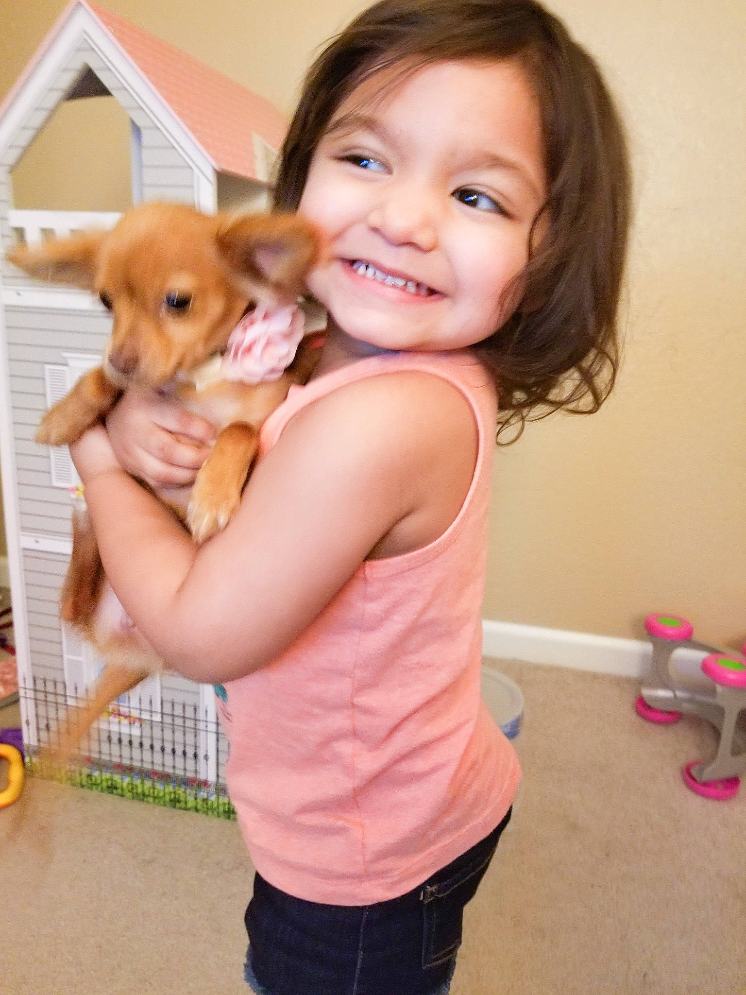 Joy joined the competition — help win amazing prizes! canidae, carnivore, chihuahua, child, companion_dog, dog, dog_breed, fawn, joy, person, puppy, puppy_love, skin, smile, sporting_group, toddler