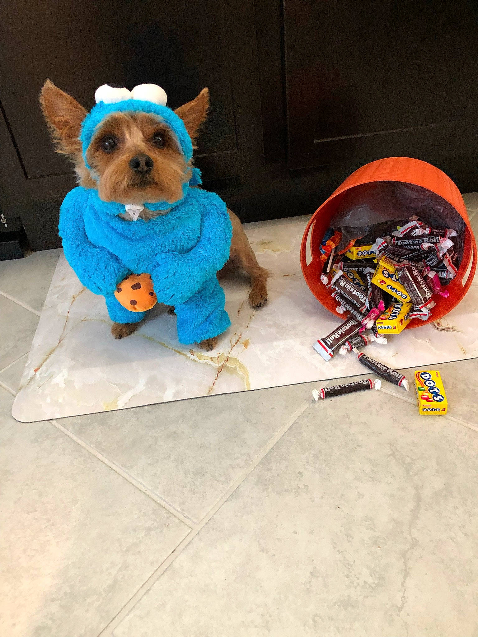 Jaxx is registered to the contest to win money with this photo: automotive_tire, canidae, carnivore, companion_dog, dog, dog_breed, dog_clothes, dog_supply, electric_blue, fashion_accessory, fawn, fictional_character, fur, plush, snout, sporting_group, stuffed_toy, sunglasses, toy_dog, working_animal