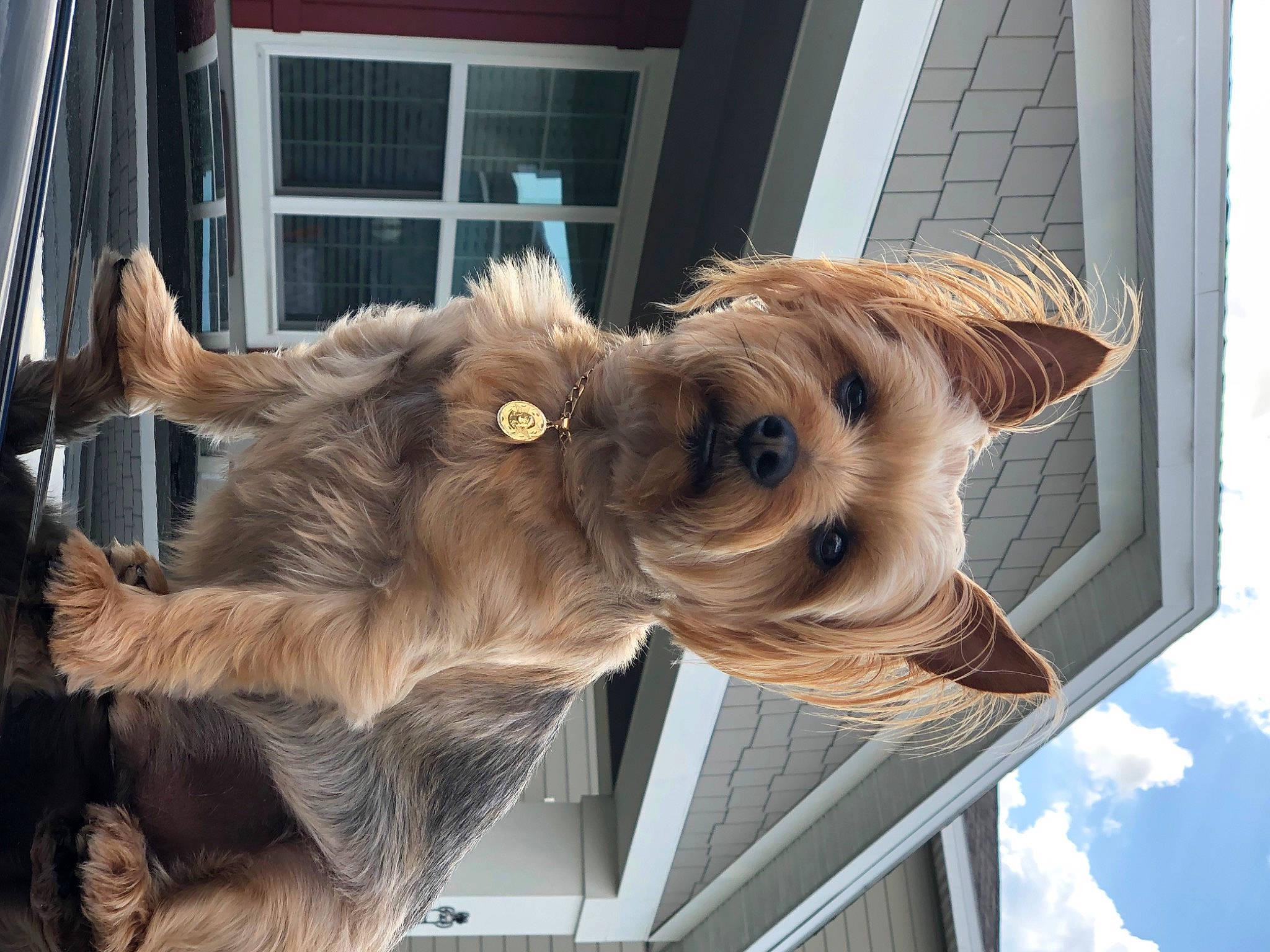 Jaxx is registered to the contest to win money with this photo: canidae, carnivore, collar, companion_dog, dog, dog_breed, dog_collar, dog_supply, ear, fawn, fur, liver, livestock, pack_animal, snout, sporting_group, window, wood, working_animal