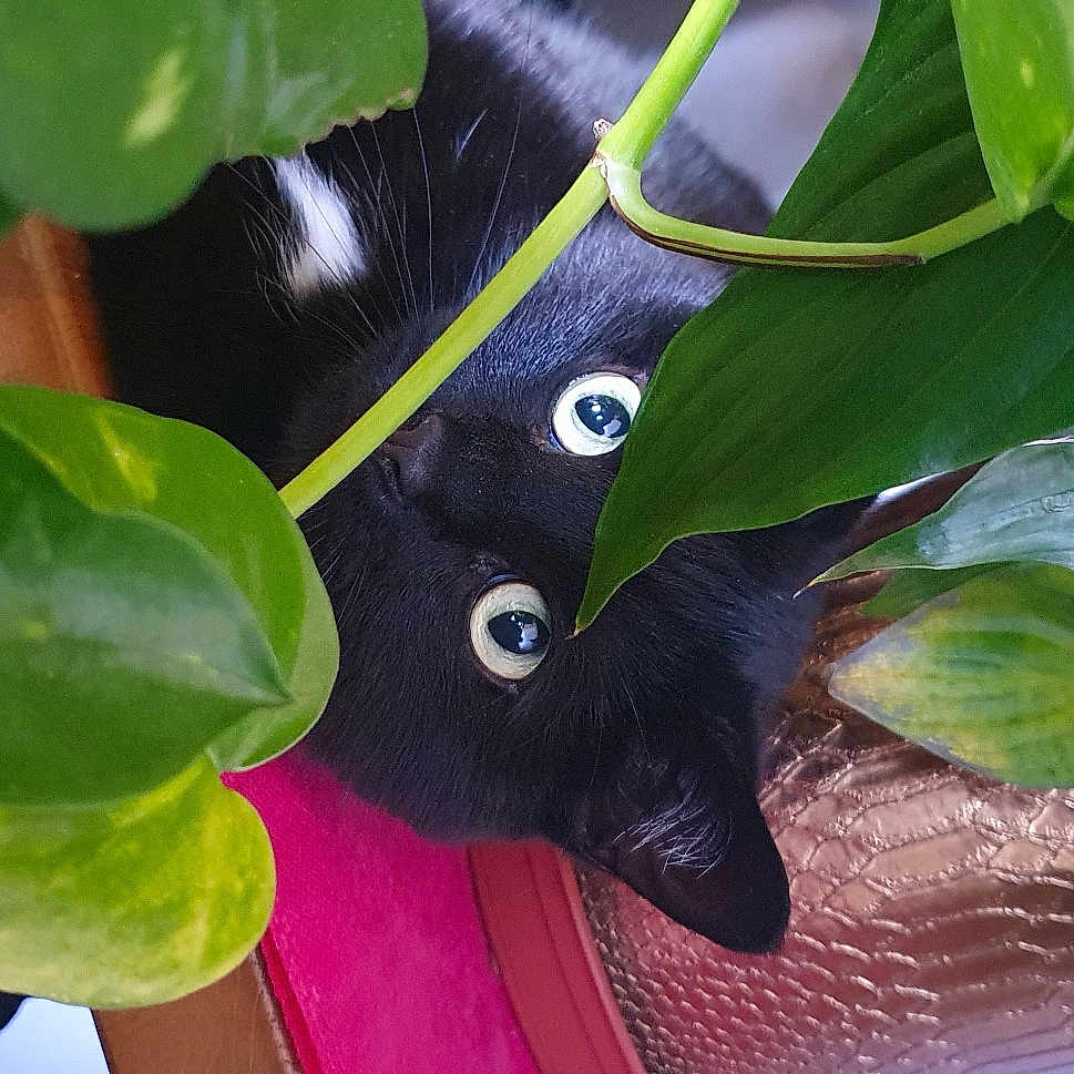 Noctis participe au concours pour gagner de l'argent avec cette photo : flower, leaf, organism, plant, plant_stem
