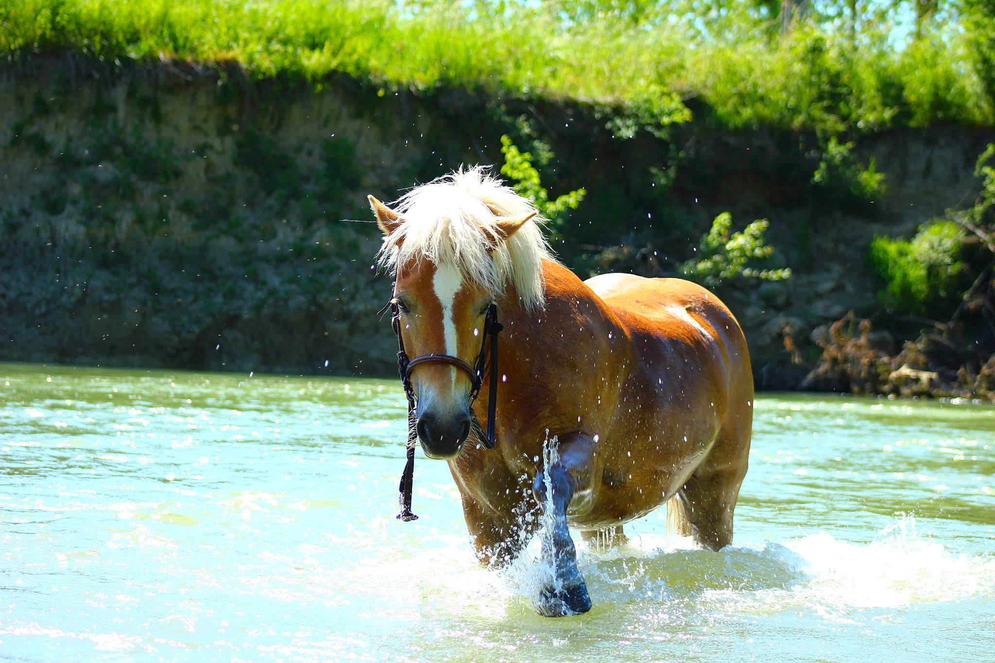 Isa participe au concours pour gagner de l'argent avec cette photo : bridle, horse, liver, livestock, mammal, mane, mare, mustang_horse, pony, rein, shetland_pony, sorrel, stallion, tail, vertebrate, wildlife
