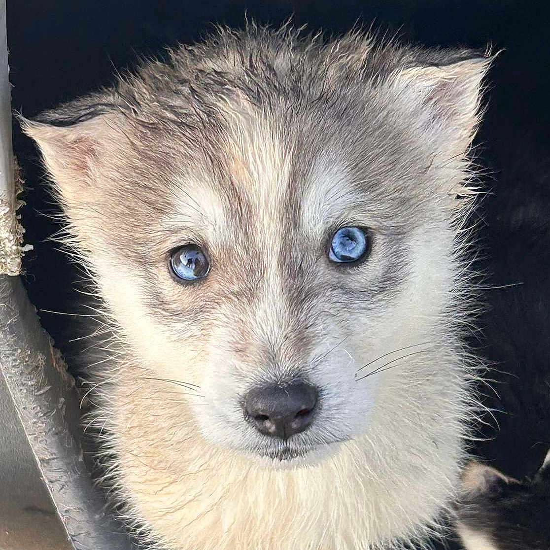 Atlas participe au concours pour gagner de l'argent avec cette photo : adorable, animal, blue_eyes, canine, close_up, container, cute, dog, ears, fur, light, looking_up, muzzle, nose, outdoor, pet, puppy, wet_fur, whiskers, young_dog