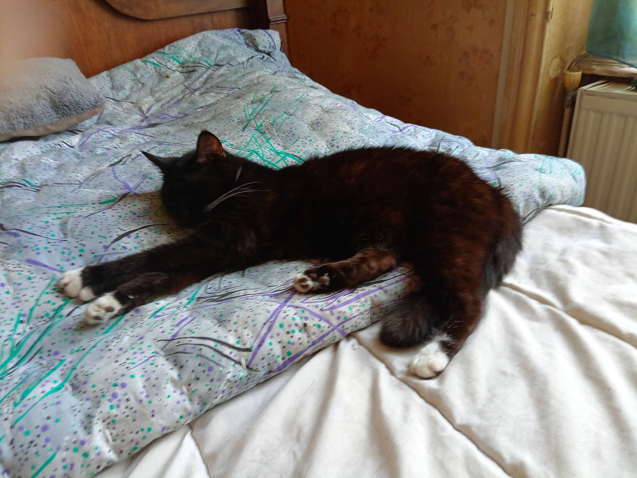 Otis participe au concours pour gagner de l'argent avec cette photo : bed, bed_sheet, bedding, bedroom, black_cat, bombay, cabinetry, carnivore, cat, comfort, domestic_short_haired_cat, duvet, felidae, fur, grey, linens, room, small_to_medium_sized_cats, tail, whiskers