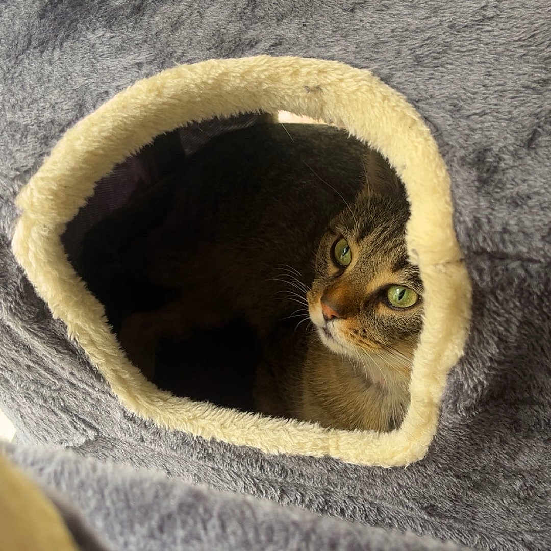 Titi