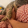 Titi participe au concours pour gagner de l'argent avec cette photo : cat, tabby_cat, sleeping, hand, human_arm, blanket, patterned_blanket, indoor, cozy, resting, pet, animal, fur, close_up, relaxation, comfort, nap, domestic_cat, soft, warm