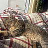 Titi participe au concours pour gagner de l'argent avec cette photo : cat, tabby, sleeping, blanket, plaid, indoor, bedroom, furniture, bookshelf, plants, relaxation, cozy, fur, pet, resting, comfort, home, curtains, drawer, quiet