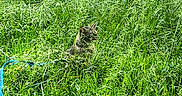 Titi a rejoint le concours — aidez-le/la à gagner de superbes lots ! cat, grass, greenery, outdoor, nature, wild, plants, hose, camouflage, animal, feline, quiet, sunlight, summer, shrubbery, field, garden, peaceful, background, stone_wall