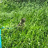 cat, grass, greenery, outdoor, nature, wild, plants, hose, camouflage, animal, feline, quiet, sunlight, summer, shrubbery, field, garden, peaceful, background, stone_wall