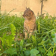 Titi a rejoint le concours — aidez-le/la à gagner de superbes lots ! cat, tabby_cat, grass, plants, greenery, outdoor, nature, animal, pet, feline, sitting, side_view, leaf, tree, garden, wall, daylight, curious, quiet, backyard
