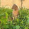 cat, tabby_cat, grass, plants, greenery, outdoor, nature, animal, pet, feline, sitting, side_view, leaf, tree, garden, wall, daylight, curious, quiet, backyard
