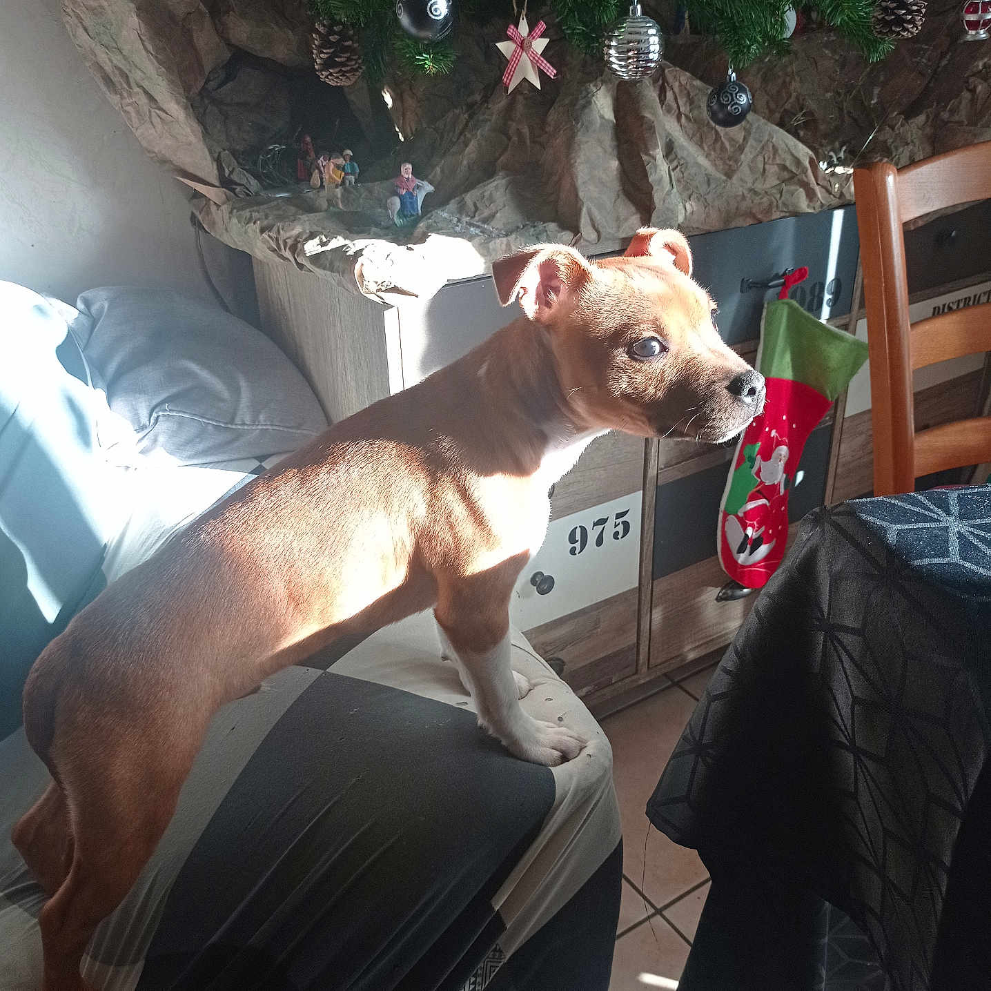 Teyko participe au concours pour gagner de l'argent avec cette photo : animal, architecture, building, canine, chair, christmas, christmasdecorations, couch, dog, festival, furniture, hound, indoors, livingroom, person, pet, plant, pottedplant, puppy, room