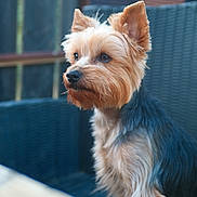 Amadeus a rejoint le concours — aidez-le/la à gagner de superbes lots ! alert, animal, calm, chair, closeup, companion, cute, dog, domestic_animal, ears, fur, furry, outdoor, pet, portrait, side_view, sitting, small_dog, wicker, yorkshire_terrier
