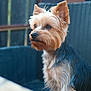 alert, animal, calm, chair, closeup, companion, cute, dog, domestic_animal, ears, fur, furry, outdoor, pet, portrait, side_view, sitting, small_dog, wicker, yorkshire_terrier