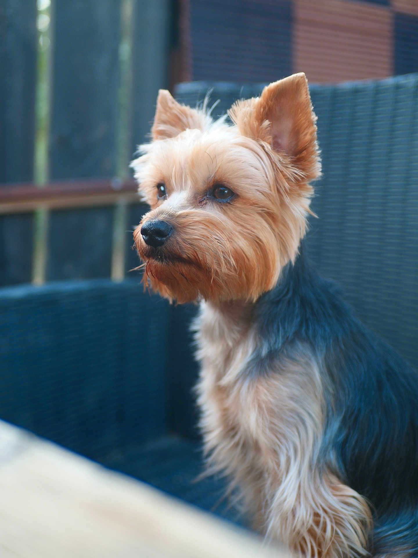 Amadeus a rejoint le concours — aidez-le/la à gagner de superbes lots ! alert, animal, calm, chair, closeup, companion, cute, dog, domestic_animal, ears, fur, furry, outdoor, pet, portrait, side_view, sitting, small_dog, wicker, yorkshire_terrier
