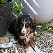 Aston participe au concours pour gagner de l'argent avec cette photo : dog, outdoor, gravel, plant, potted_plant, black_pot, gray_pot, sunlight, shadow, fur, resting, animal, nature, grass, greenery, pet, laying_down, canine, garden, daylight