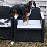 Aston participe au concours pour gagner de l'argent avec cette photo : dog, snow, chair, wicker, outdoor, pet, animal, black, white, brown, fur, wooden_wall, gravel, winter, curious, perched, seat, backyard, nature, cold