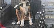 Aston participe au concours pour gagner de l'argent avec cette photo : dog, brush, chair, outdoor, fence, pet, animal, sitting, fur, black, brown, white, paw, snout, ears, expression, weave, wood, gravel, sunlight