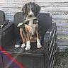 dog, brush, chair, outdoor, fence, pet, animal, sitting, fur, black, brown, white, paw, snout, ears, expression, weave, wood, gravel, sunlight