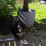 Aston a rejoint le concours — aidez-le/la à gagner de superbes lots ! dog, garden, plant_pot, gravel, greenery, outdoor, sunlight, shade, tree, grass, pet, resting, nature, shadows, fence, house, daytime, calm, animal, leisure