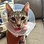 Ash is registered to the contest to win money with this photo: cat, cone, pet, animal, tongue, face, ears, whiskers, hand, sofa, cushion, living_room, domestic, cute, indoor, closeup, fur, playful, expression, holding