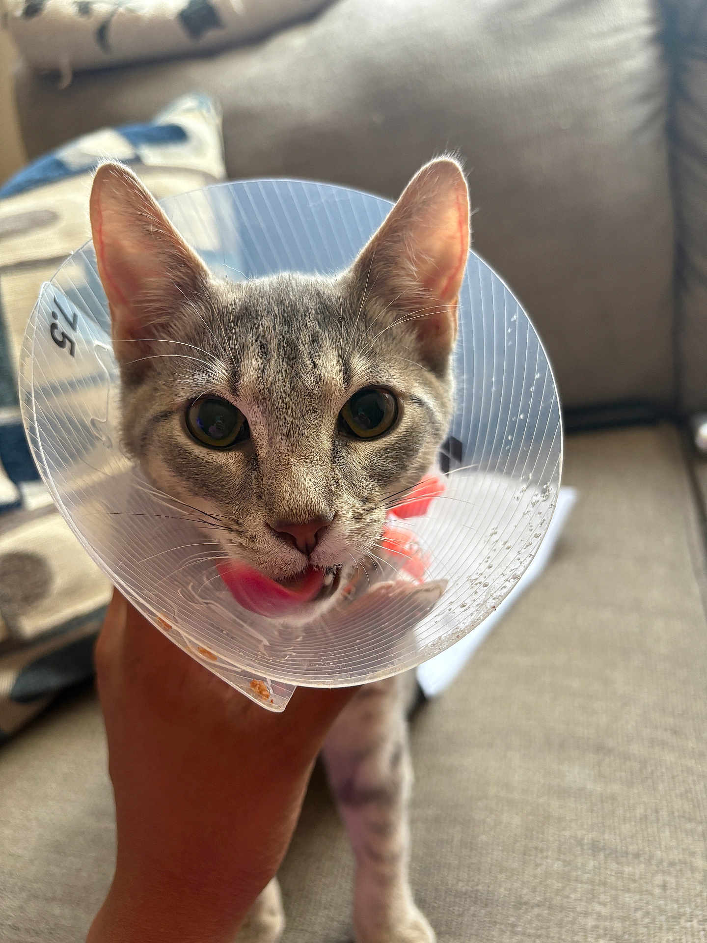 Ash is registered to the contest to win money with this photo: cat, cone, pet, animal, tongue, face, ears, whiskers, hand, sofa, cushion, living_room, domestic, cute, indoor, closeup, fur, playful, expression, holding