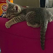 Ash joined the competition — help win amazing prizes! kitten, cat, sleeping, gray_tabby, indoor, couch, pink_furniture, pet_fresh_box, domestic, resting, feline, animal, cute, cozy, paw, tail, relaxed, soft_light, closeup, home