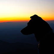 Volta a rejoint le concours — aidez-le/la à gagner de superbes lots ! dog, silhouette, sunset, horizon, sky, outdoor, nature, animal, peaceful, landscape, mountain, twilight, evening, profile, loyalty, calm, scenic, collar, pet, quiet