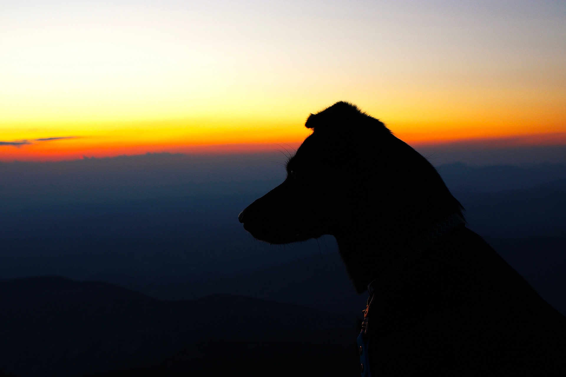 Volta a rejoint le concours — aidez-le/la à gagner de superbes lots ! dog, silhouette, sunset, horizon, sky, outdoor, nature, animal, peaceful, landscape, mountain, twilight, evening, profile, loyalty, calm, scenic, collar, pet, quiet