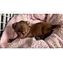 puppy, dog, brown, blanket, pink, crate, pet, cute, small, sleepy, fur, animal, indoors, resting, cozy, snuggle, young, companion, domestic, cute_pet