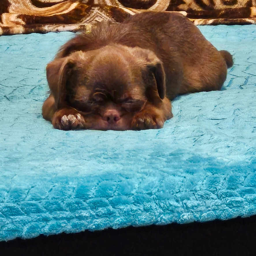Loki is registered to the contest to win money with this photo: animal, bed, blanket, blue, brown, canine, comfort, cozy, cute, dog, fur, indoor, nap, patterned_background, paw, pet, relaxing, resting, sleeping, small_dog