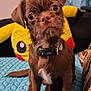 Loki is registered to the contest to win money with this photo: puppy, dog, brown, pet, cute, indoor, blanket, plush_toy, pikachu, curious, closeup, collar, small_dog, furry, sitting, animal, face, eyes, ears, home