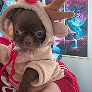 Loki is registered to the contest to win money with this photo: blue, clothing, costume, cute, dog, fantasy, hand, hoodie, indoor, moon, painting, person, pet, pink, puppy, red_nose, reindeer, tree, wall_art, waterfall