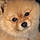 Toby