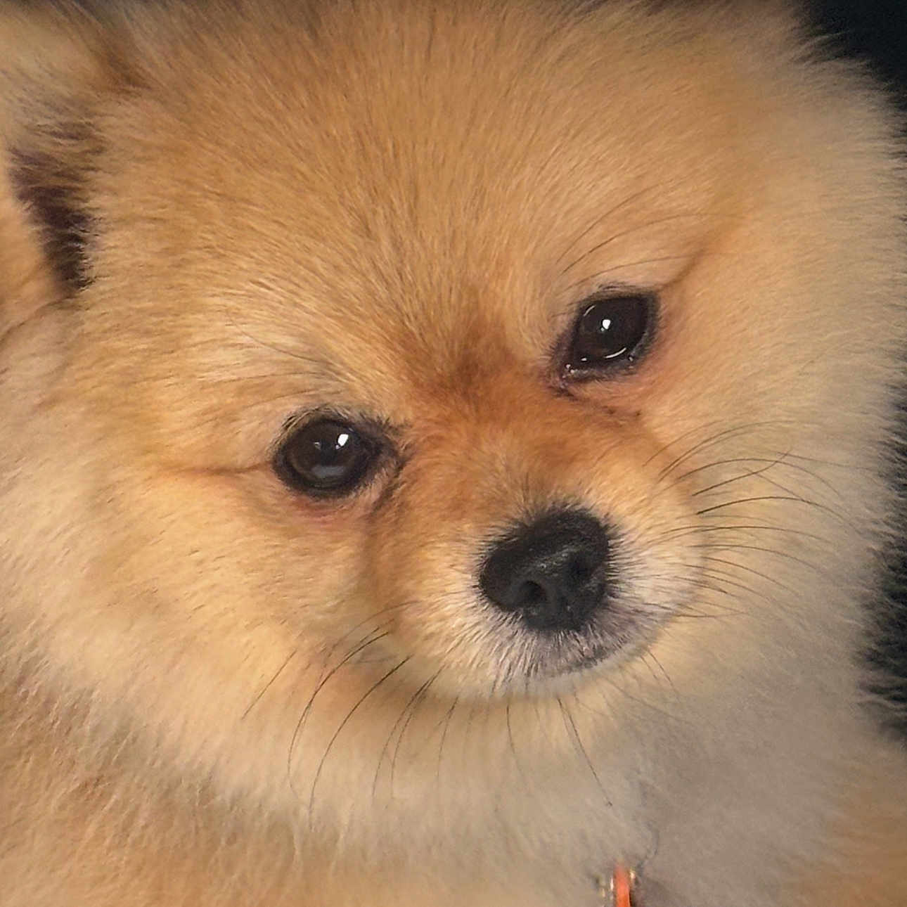 Toby joined the competition — help win amazing prizes! dog, pomeranian, close_up, fluffy, cute, pet, animal, face, fur, whiskers, nose, ears, domestic_animal, canine, portrait, adorable, companion, mammal, soft, friendly