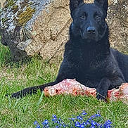 Laskar participe au concours pour gagner de l'argent avec cette photo : dog, black_dog, grass, bone, flower, purple_flower, stone, outdoor, nature, animal, pet, guarding, laying_down, ears_up, moss, greenery, closeup, daylight, canine, portrait