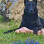 dog, black_dog, grass, bone, flower, purple_flower, stone, outdoor, nature, animal, pet, guarding, laying_down, ears_up, moss, greenery, closeup, daylight, canine, portrait