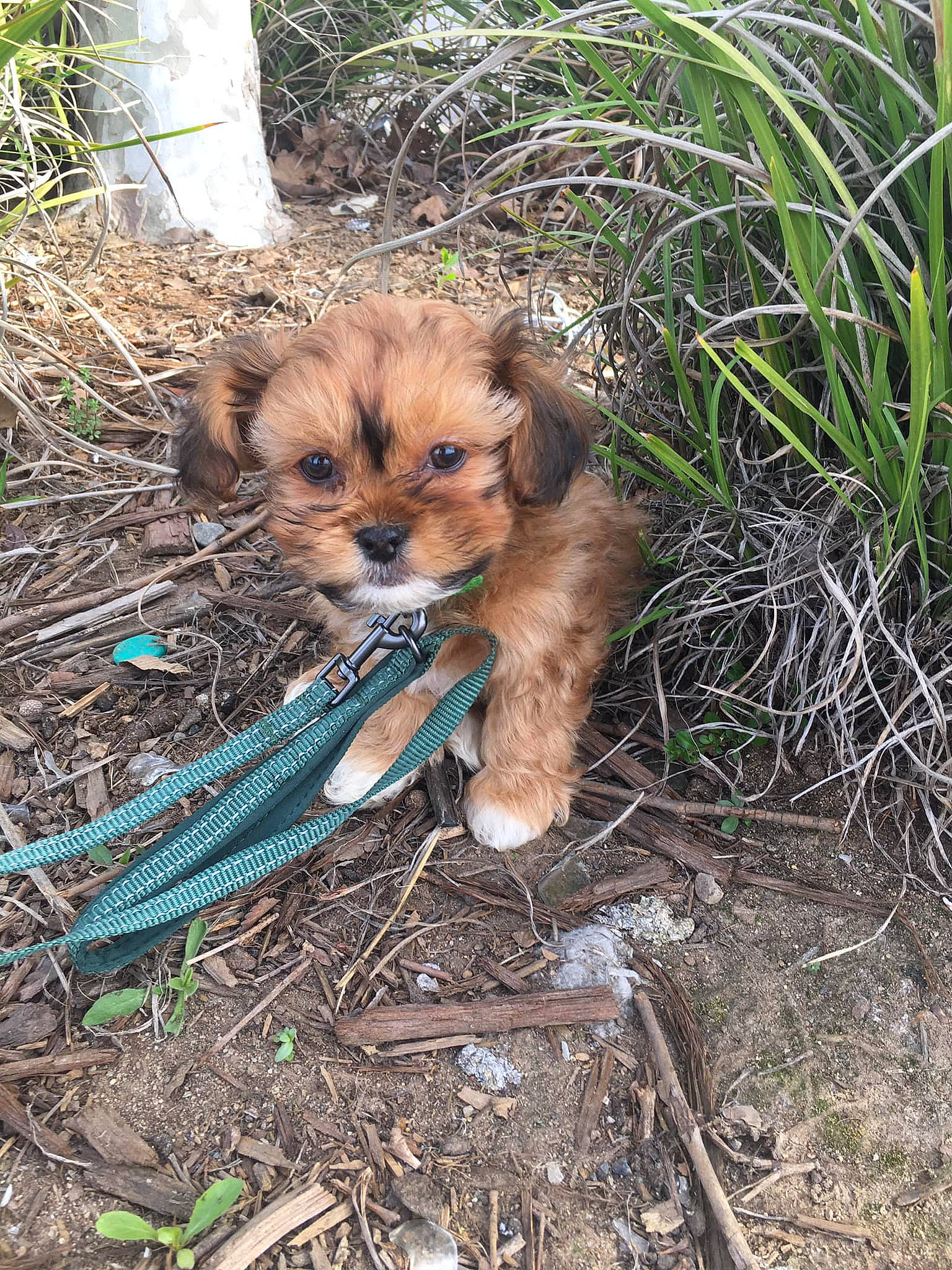 Tuff Pupper Fluffernutter joined the competition — help win amazing prizes! canidae, carnivore, companion_dog, dog, dog_breed, fawn, fur, grass, liver, plant, small_terrier, snout, soil, sporting_group, terrestrial_animal, terrestrial_plant, terrier, toy_dog, whiskers, working_animal