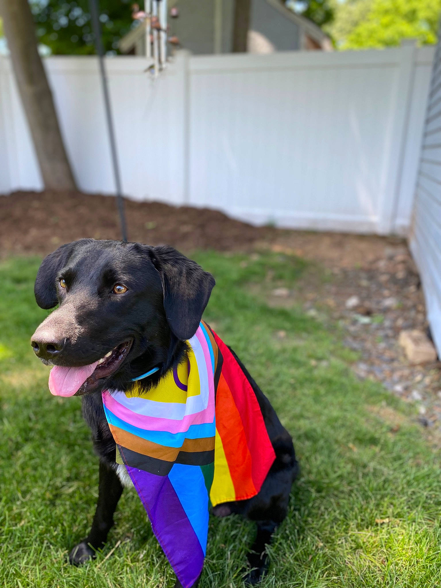 Stygian joined the competition — help win amazing prizes! canidae, carnivore, collar, companion_dog, dog, dog_breed, dog_clothes, dog_collar, dog_supply, electric_blue, event, grass, gun_dog, pet_supply, plant, snout, sporting_group, tail, tree, working_animal