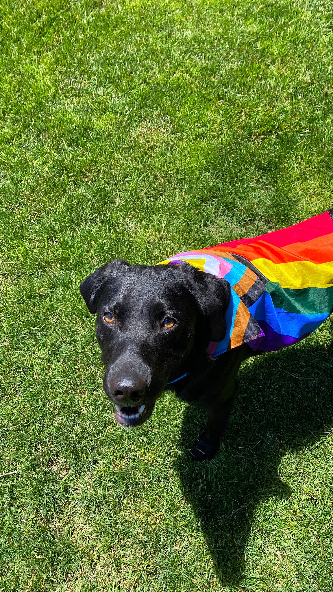 Stygian is registered to the contest to win money with this photo: borador, canidae, carnivore, collar, companion_dog, dog, dog_breed, dog_collar, dog_supply, electric_blue, grass, grassland, groundcover, gun_dog, plant, snout, sporting_group, tail, terrestrial_animal, working_animal