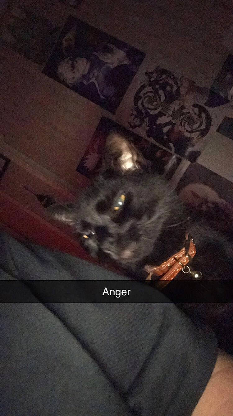 Ash joined the competition — help win amazing prizes! black_cat, canidae, carnivore, cat, claw, darkness, dog_breed, domestic_short_haired_cat, felidae, fictional_character, fur, hardwood, night, room, sky, small_to_medium_sized_cats, snout, tail, whiskers, wood